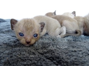 Burmese kittens - Carmelkats Burmese Cattery
