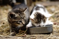 Kittens eating | Carmelkats Burmese Cattery