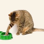 Cat picky eater